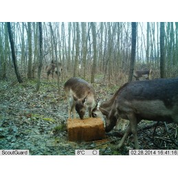 Trophy Blocco 25 kg Trophy Blocco 25 kg