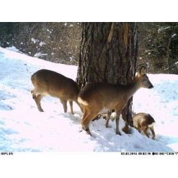 Trophy Blocco 25 kg Trophy Blocco 25 kg