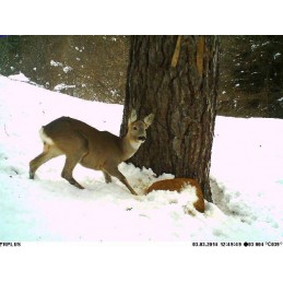 Trophy Blocco 25 kg Trophy Blocco 25 kg