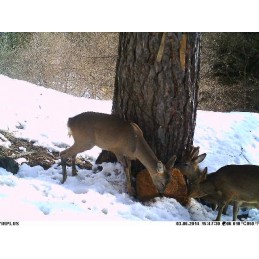 Trophy Blocco 25 kg Trophy Blocco 25 kg