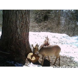 Trophy Blocco 25 kg Trophy Blocco 25 kg