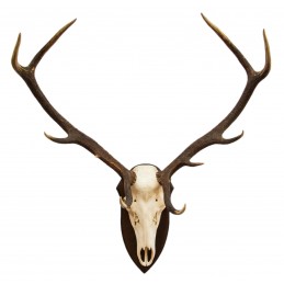 Trofeo di cervo 6,1 Kg