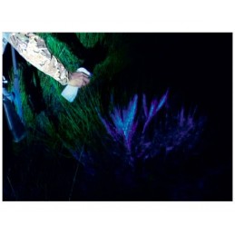 KIT Rilevatore di sangue Blue Star