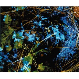 KIT Rilevatore di sangue Blue Star