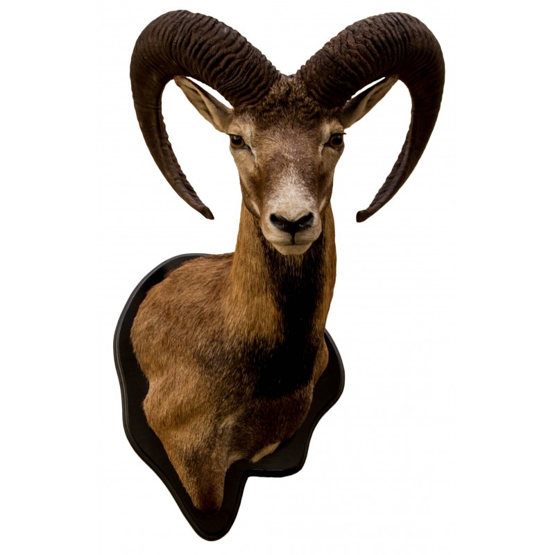 Muflone tassidermizzato MM 01