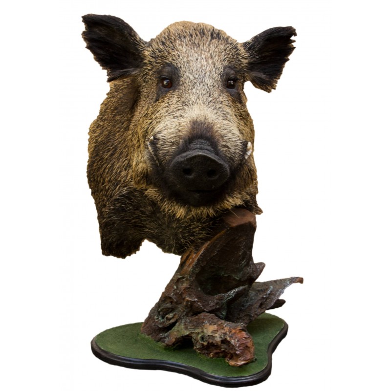 Trofeo di cinghiale tassidermizzato su piedistallo