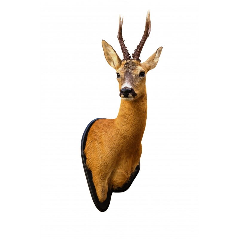 Trofeo di capriolo tassidermizzato MM 01
