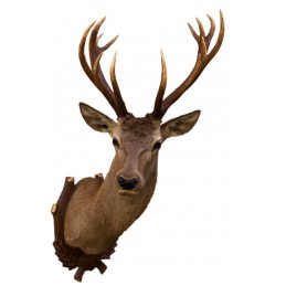 Trofeo di cervo tassidermizzato MM