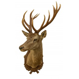 Trofeo di cervo tassidermizzato MM