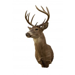 Trofeo di cervo coda bianca tassidermizzato MM