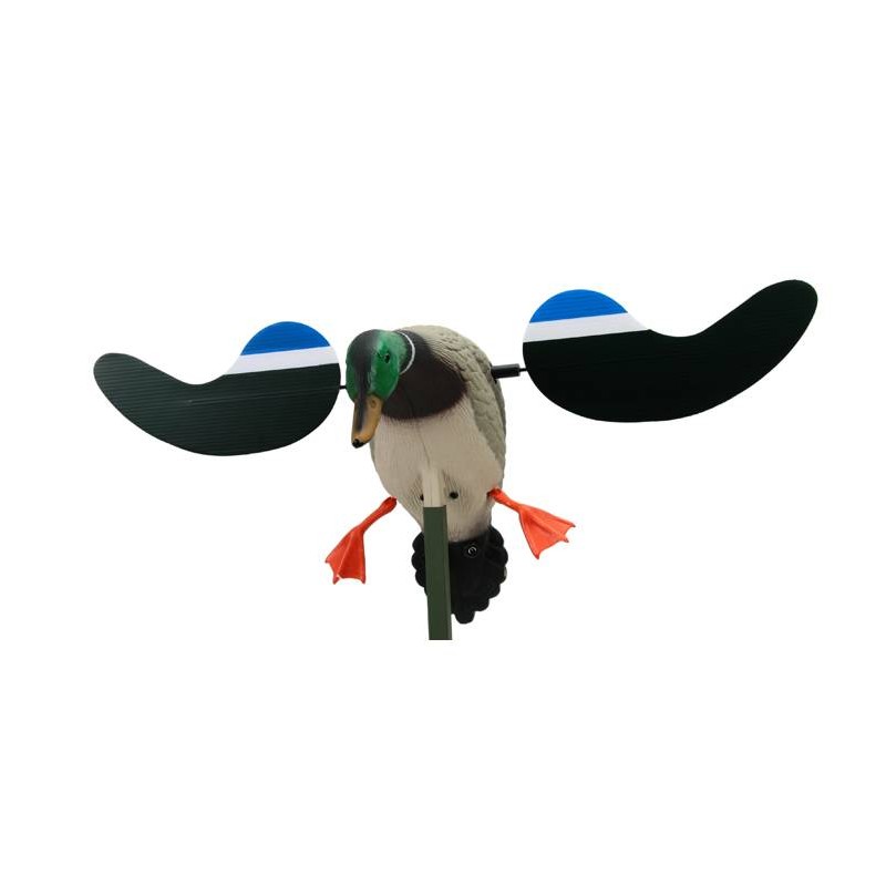 Mojo Baby Drake germano maschio