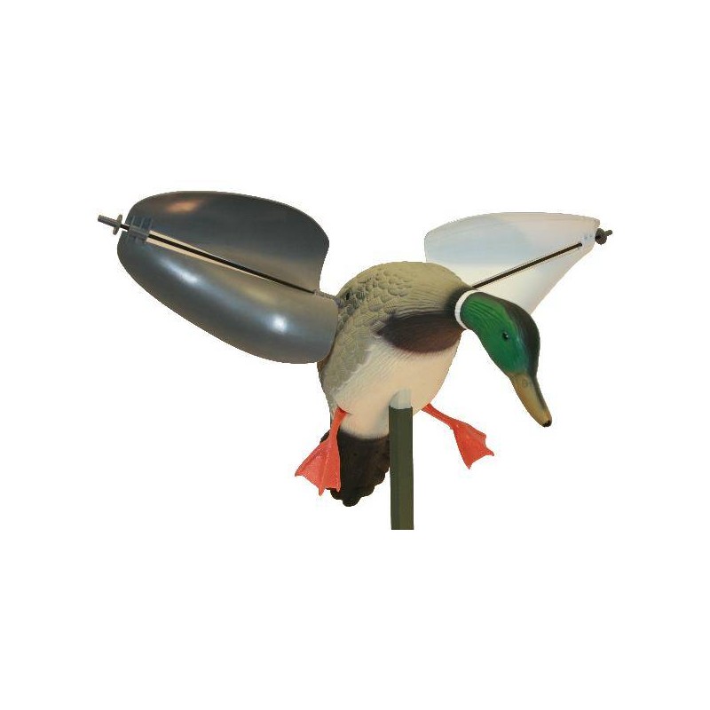 Mojo Wind Germano maschio