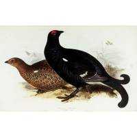 Richiami da caccia per gallo forcello