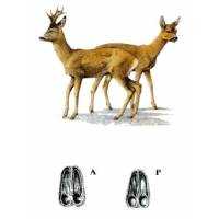 Richiami da caccia per capriolo