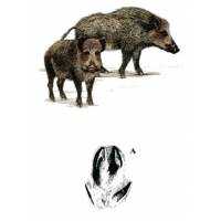 Richiami da caccia per cinghiale