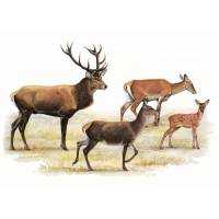 Richiami da caccia per cervo