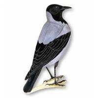 Richiami da caccia per corvi e cornacchie