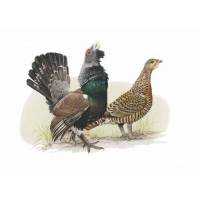 Richiami da caccia per gallo cedrone