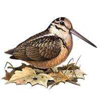 Richiami da caccia per beccaccia