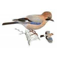 Richiami da caccia per ghiandaia