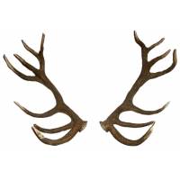 Coppie caduche cervo