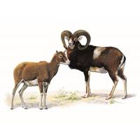 Scudetti per muflone