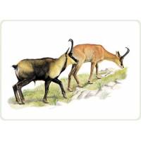 Scudetti per camoscio