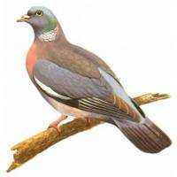 Richiami da caccia per colombaccio