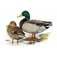 Richiami da caccia per anatidi