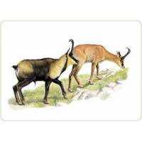 Richiami da caccia per camoscio