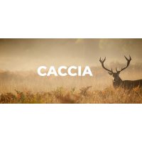 Caccia