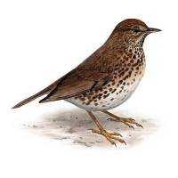 Richiami da caccia per tordo