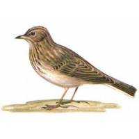 Richiami da caccia per allodola