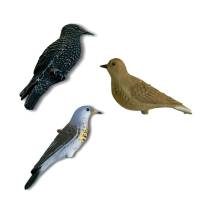 Allodola - Storno - Cesena - Tordo - Merlo