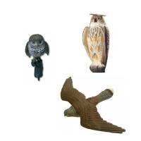 Gufo - Falco - Civetta