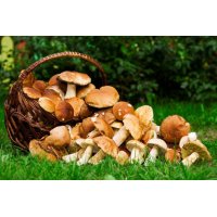 Articoli per cercatori di funghi