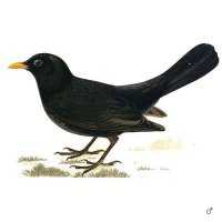 Richiami da caccia per merlo