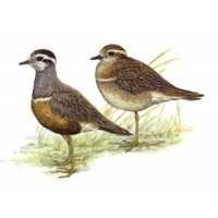 Richiami da caccia per piviere