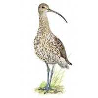 Richiami da caccia per chiurlo