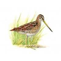 Richiami da caccia per beccaccino