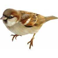 Richiami da caccia per passero