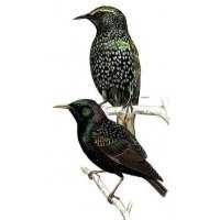 Richiami da caccia per storno