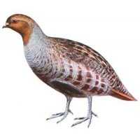 Richiami da caccia per starna