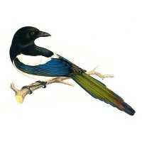 Richiami da caccia per gazza