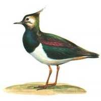 Richiami da caccia per pavoncella