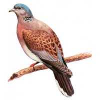 Richiamo da caccia per tortora