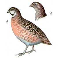 RIchiamo da caccia per quaglia